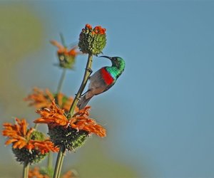 Bird Watching in Stanford: A Photo Journey